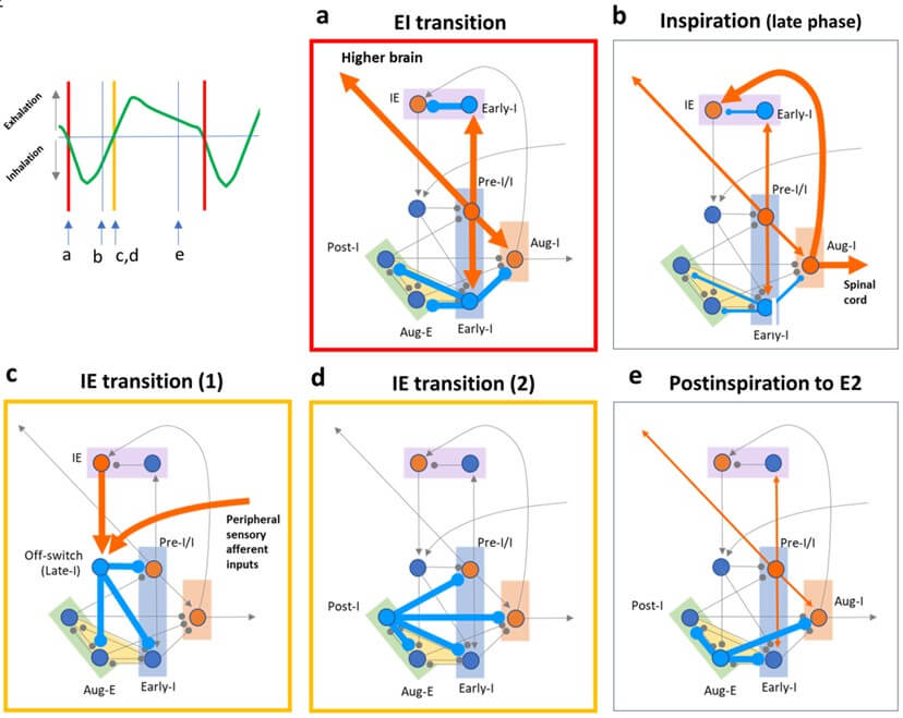 “Brain-Breath” Interactions: Respiration-Timing-Dependent Impact On ...